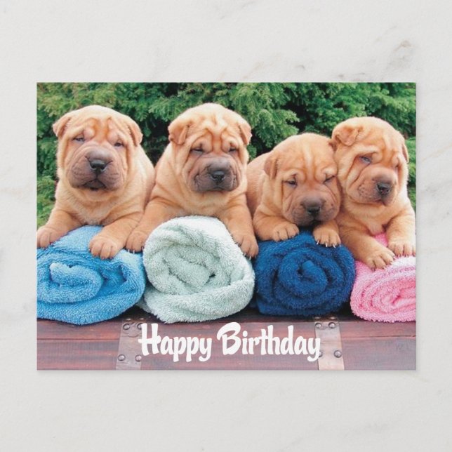 Cartão Postal Cartão-postal de aniversário feliz chinês Shar Pei (Frente)