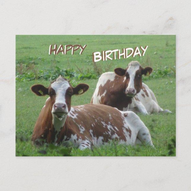 Cartão Postal Cartão-postal de Aniversário para Vacas Brancas Cu (Frente)