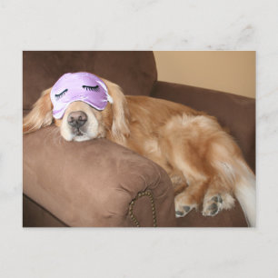 Cartão Postal Cartão-postal de aposentadoria do ouro Retriever