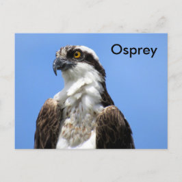Cartão Postal Cartão-postal de aprendizado Osprey (4964)