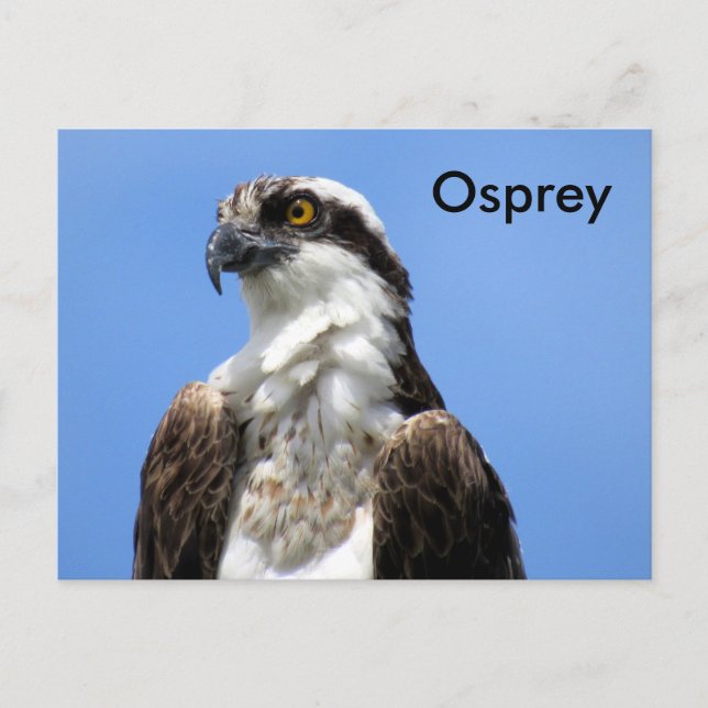 Cartão Postal Cartão-postal de aprendizado Osprey (4964) (Frente)