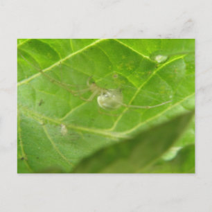 Cartão Postal Cartão-postal de aranha