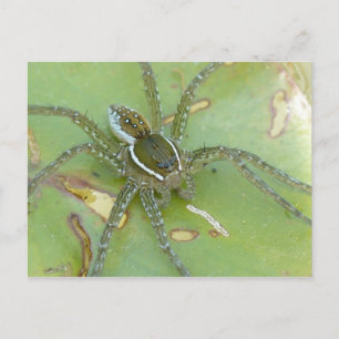 Cartão Postal Cartão-postal de aranha de pesca com seis pontas