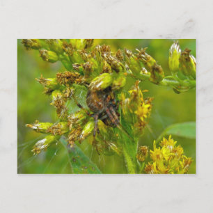 Cartão Postal Cartão-postal de aranha laranja castanho Araneus (