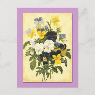 Cartão Postal Cartão-postal de Arte Botânica para Violetas Pansy