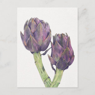 Cartão Postal Cartão-postal de Artichokes Roxo