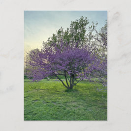 Cartão Postal Cartão-postal de Árvores Roxas