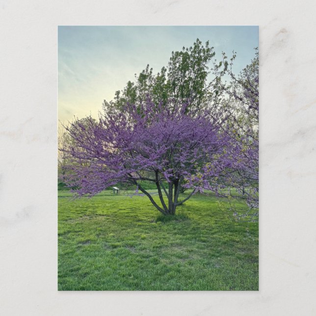 Cartão Postal Cartão-postal de Árvores Roxas (Frente)