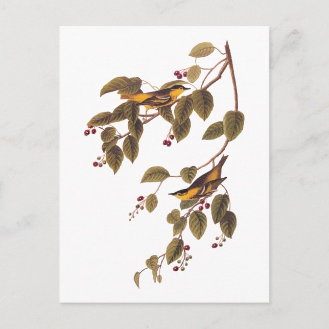 Cartão Postal Cartão-postal de ave de Audubon Audubon Warbler ca (Frente)
