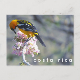 Cartão Postal Cartão-postal de aves da Costa Rica