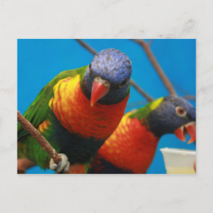 Cartão Postal Cartão-postal de Aves de Casas