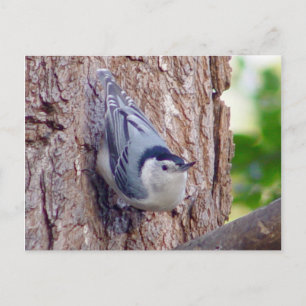Cartão Postal Cartão-postal de aves Nuthatch