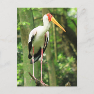 Cartão Postal Cartão-postal de aves tropicais