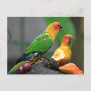 Cartão Postal Cartão-postal de aves tropicais