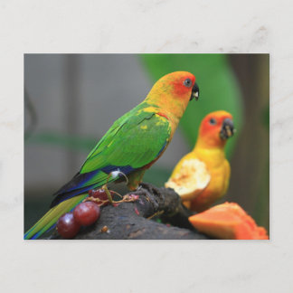 Cartão Postal Cartão-postal de aves tropicais