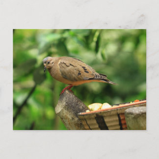 Cartão Postal Cartão-postal de aves tropicais