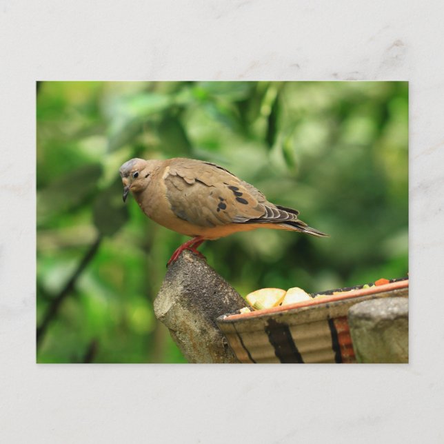 Cartão Postal Cartão-postal de aves tropicais (Frente)