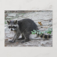 Cartão-postal de Baby Raccoon