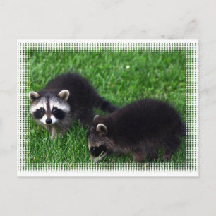 Cartão Postal Cartão-postal de Baby Raccoons