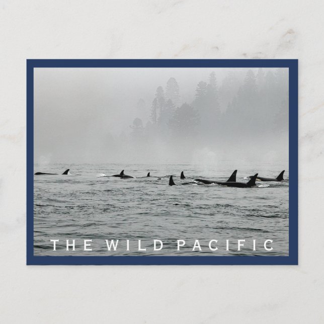 Cartão Postal Cartão-postal de Baleias de Passagem (Frente)