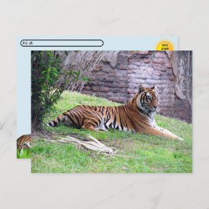 Cartão Postal Cartão-postal de Bengala de Tigre com Caixa de Ide