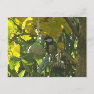 Cartão Postal Cartão-postal de Bird Jovem Gelada