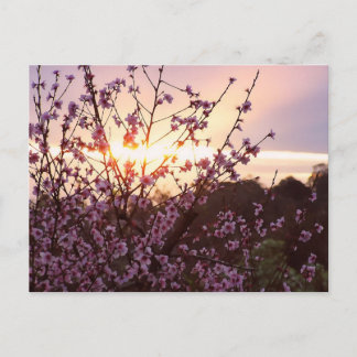 Cartão Postal Cartão-postal de Blossomas Sunset
