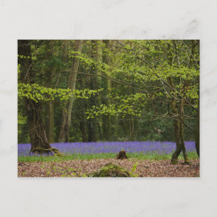 Cartão Postal Cartão-postal de Bluebeldes em Beech Woodland