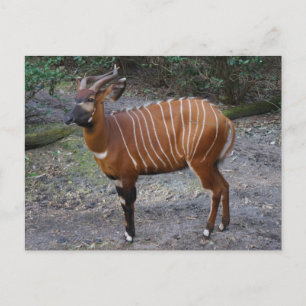 Cartão Postal Cartão-postal de Bongo (Antílope)