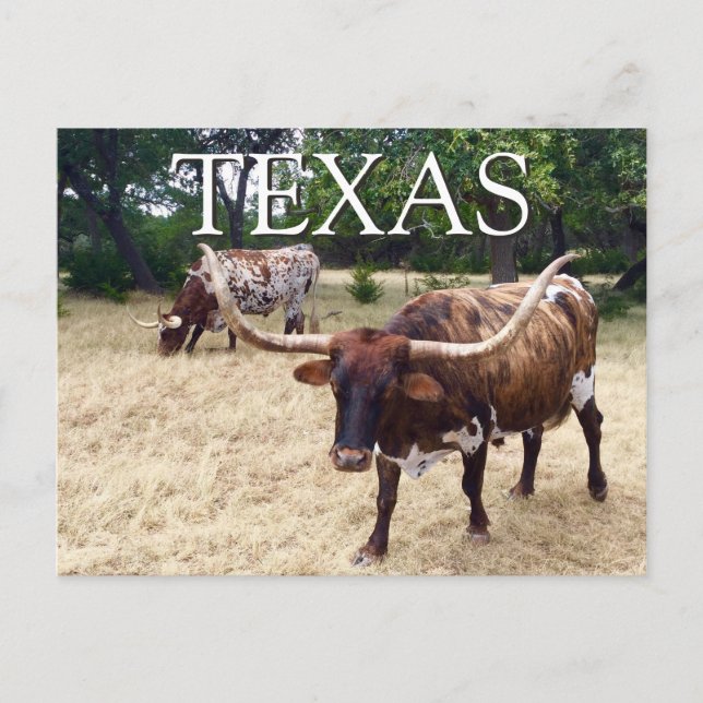 Cartão Postal Cartão-postal de Bovinos Texas Longhorn (Frente)