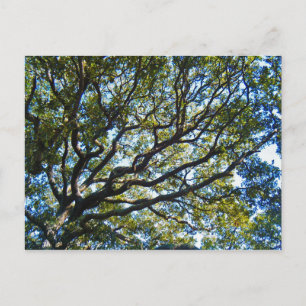 Cartão Postal Cartão-postal de Branch Out