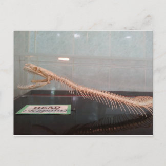 Cartão Postal Cartão-postal de cabeça cobra