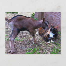 Cartão Postal Cartão-postal de cabra e gato