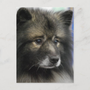 Cartão Postal Cartão-postal de Cachorro Keeshond