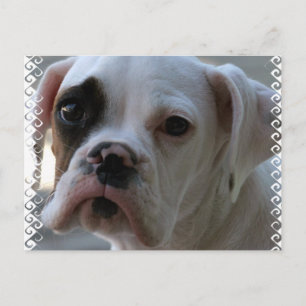 Cartão Postal Cartão-postal de Cachorro Olho Negro