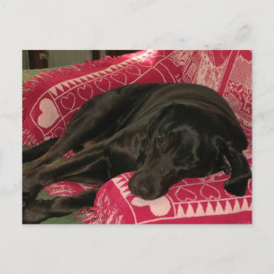Cartão Postal Cartão-postal de Cachorro "Queria que estivesse aq