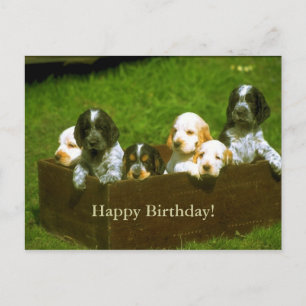 Cartão Postal Cartão-postal de cachorros doces