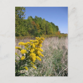 Cartão Postal Cartão-postal de campo de outono