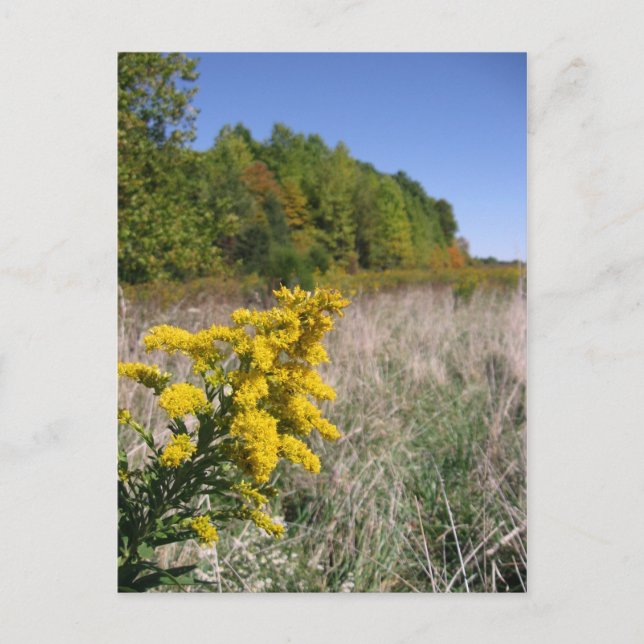 Cartão Postal Cartão-postal de campo de outono (Frente)