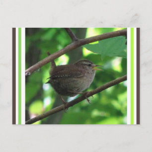 Cartão Postal Cartão-postal de Canto Bonito Wren DIY