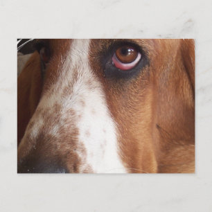 Cartão Postal Cartão-postal de Cão Cachado Basset