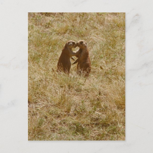 Cartão Postal Cartão-postal de cão praire bonito (Frente)