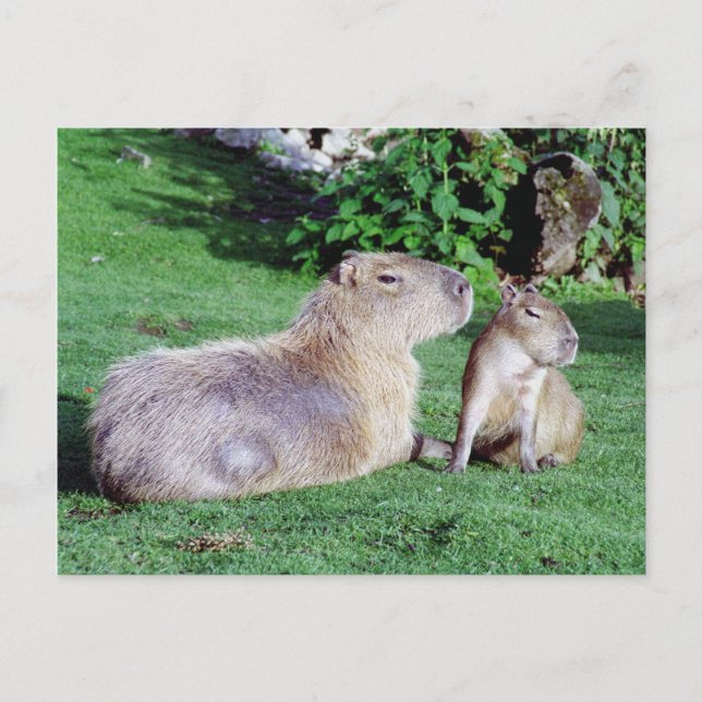 Cartão Postal Cartão-postal de Capybara Mãe e Filho (Frente)