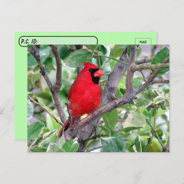 Cartão Postal Cartão-postal de Cardeal Masculino Bonito (Frente/Verso)