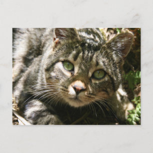 Cartão Postal Cartão-postal de Cat em aninhamento