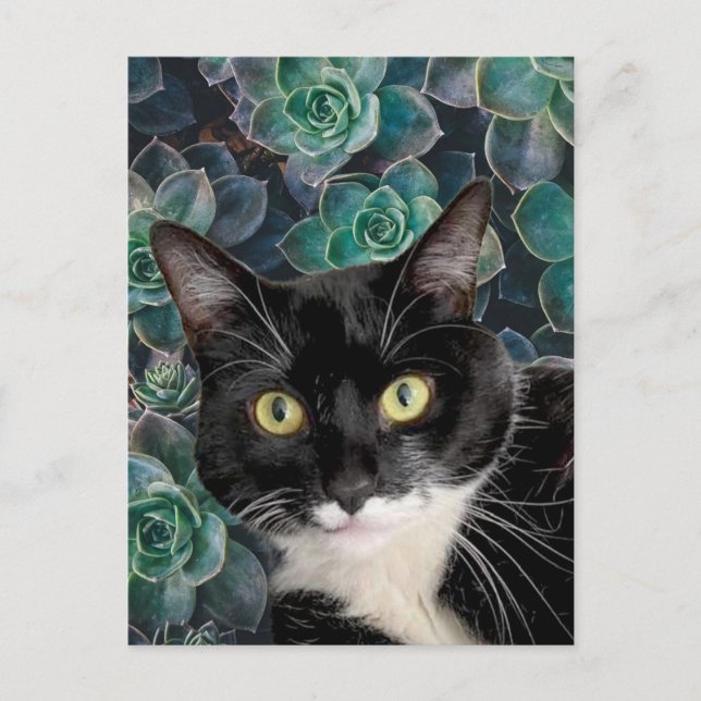 Cartão Postal Cartão-postal de Cat Superior (Frente)