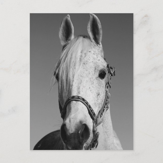 Cartão Postal Cartão-postal de Cavalo Branco (Frente)
