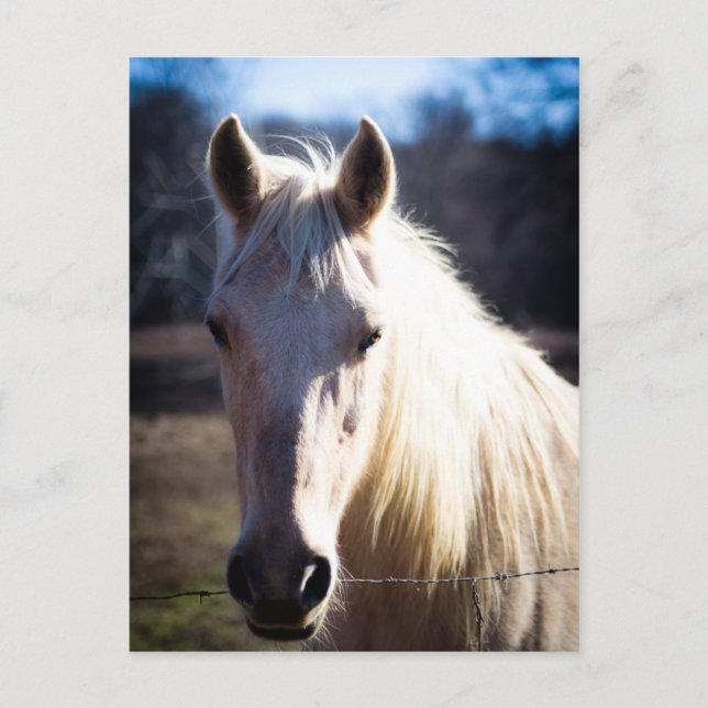 Cartão Postal Cartão-postal de Cavalo Branco (Frente)