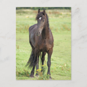 Cartão Postal Cartão-postal de Cavalo Frésio Doce