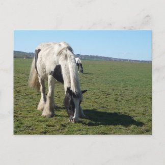 Cartão Postal Cartão-postal de Cavalo Grazing
